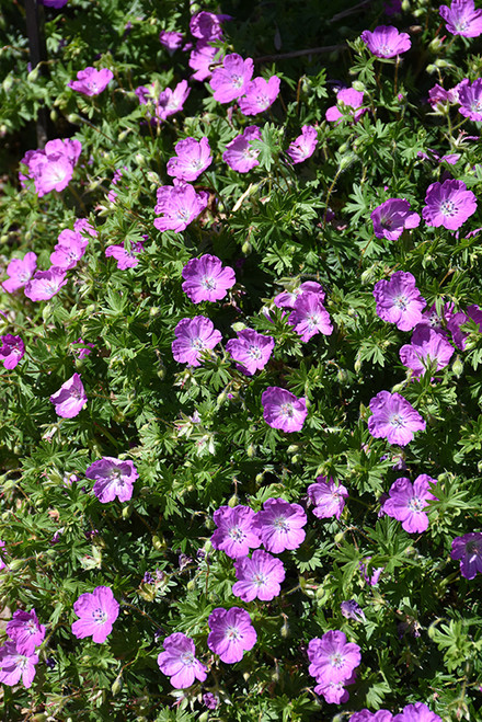 Max Frei Cranesbill (Geranium sanguineum 'Max Frei' 4185.1) #1 