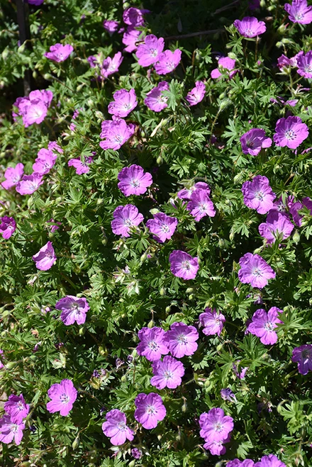 Max Frei Cranesbill (Geranium sanguineum 'Max Frei' 4185.1) #1 
