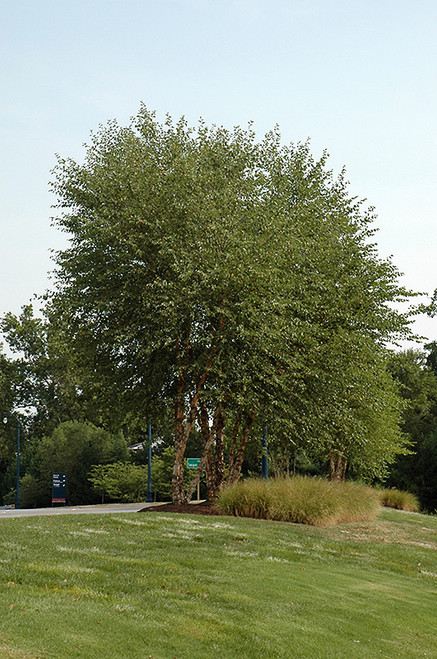 Heritage River Birch (clump) (Betula nigra 'Heritage (clump)' 0092.9M8) #15 8' MS