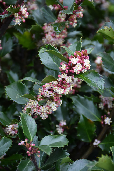 Blue Prince Meserve Holly (Ilex x meserveae 'Blue Prince' 2026.315) #3 15-18"