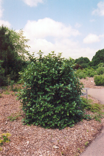 Emerald Triumph Viburnum (Viburnum 'Emerald Triumph' 1635.524) #5 24-30"