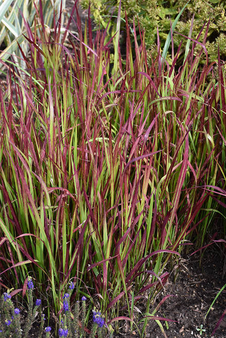 Red Baron Japanese Blood Grass (Imperata cylindrica 'Red Baron' 4952*1) TRADE 1 