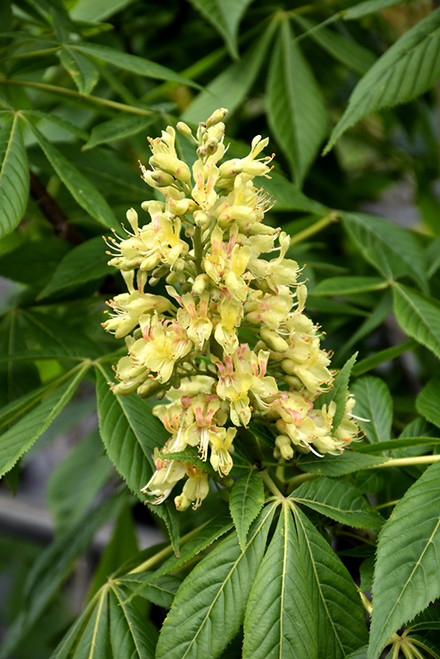 Ohio Buckeye (Aesculus glabra 00040217) #25 1.75"