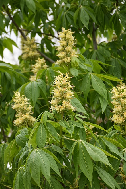 Ohio Buckeye (Aesculus glabra 00040217) #25 1.75"