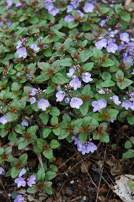 Waterperry Blue Speedwell (Veronica 'Waterperry Blue' 5462.1) #1 