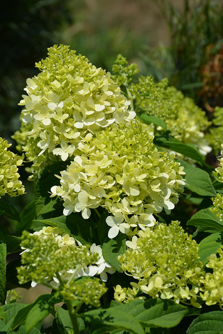 Little Lime Hydrangea (Hydrangea paniculata 'Jane' 1868.5PW) #5 PWINNER