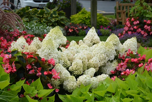 Little Lime Hydrangea (Hydrangea paniculata 'Jane' 1868.5PW) #5 PWINNER