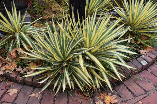 Color Guard Adam's Needle (Yucca filamentosa 'Color Guard' 2718.312) #3 12-15"