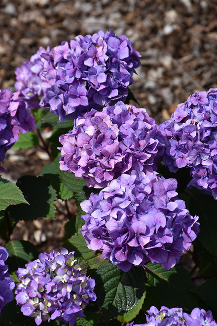 Bloomstruck Hydrangea (Hydrangea macrophylla 'PIIHM-II' 1243.5) #5 