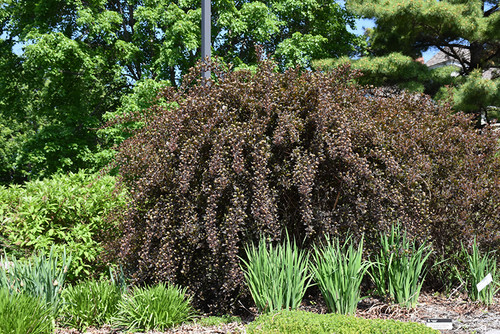 Summer Wine Ninebark (Physocarpus opulifolius 'Seward' 1282.5PW) #5 PWINNER