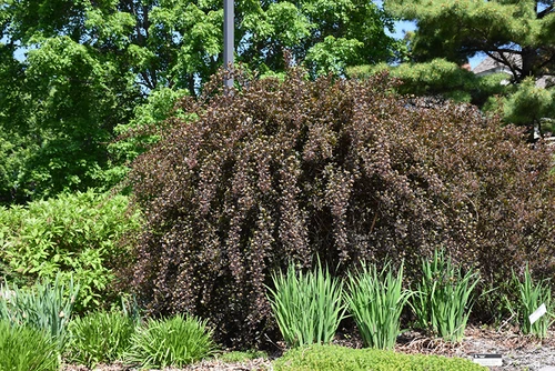 Summer Wine Ninebark (Physocarpus opulifolius 'Seward' 1282.5PW) #5 PWINNER