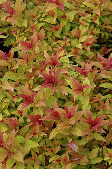 Goldflame Spirea (Spiraea x bumalda 'Goldflame' 1355.315) 15-18" 1640