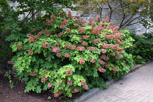Ruby Slippers Hydrangea (Hydrangea quercifolia 'Ruby Slippers' 1568.5) #5 
