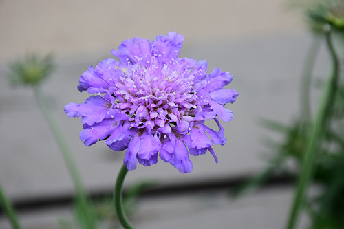 Butterfly Blue Pincushion Flower (Scabiosa 'Butterfly Blue' 5334.1) #1 