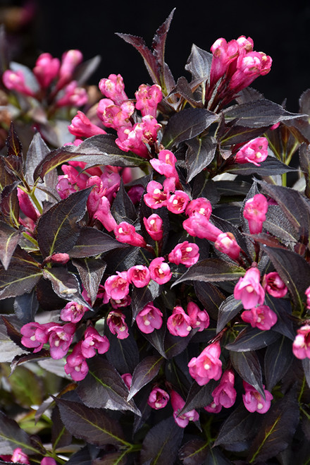 Spilled Wine Weigela (Weigela florida 'Bokraspiwi' 1572.3PW) #3 PWINNER