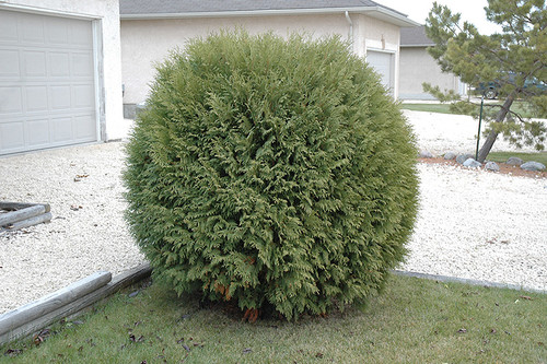 Woodwardii Arborvitae (Thuja occidentalis 'Woodwardii' 2234.315) #3 15-18"