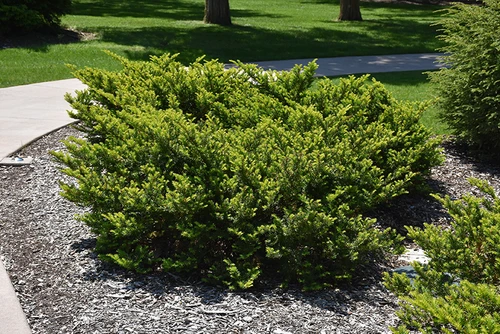 Everlow Yew (Taxus x media 'Everlow' 2504.312) #3 12-15"