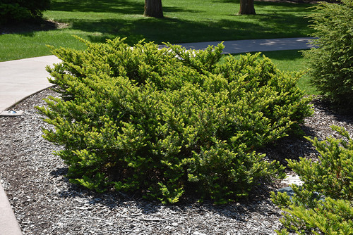 Everlow Yew (Taxus x media 'Everlow' 2504.312) #3 12-15"
