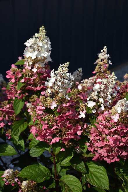 Pinky Winky Hydrangea (Hydrangea paniculata 'DVP PINKY' 1860.5PW) #5 PWINNER