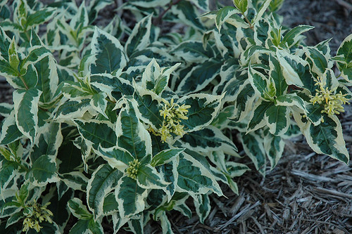 Cool Splash Bush Honeysuckle (Diervilla sessilifolia 'LPDC Podaras' 1146.3) #3 