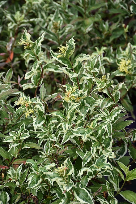 Cool Splash Bush Honeysuckle (Diervilla sessilifolia 'LPDC Podaras' 1146.3) #3 