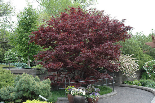 Bloodgood Japanese Maple (Acer palmatum 'Bloodgood' 17.536) #5 36-42"