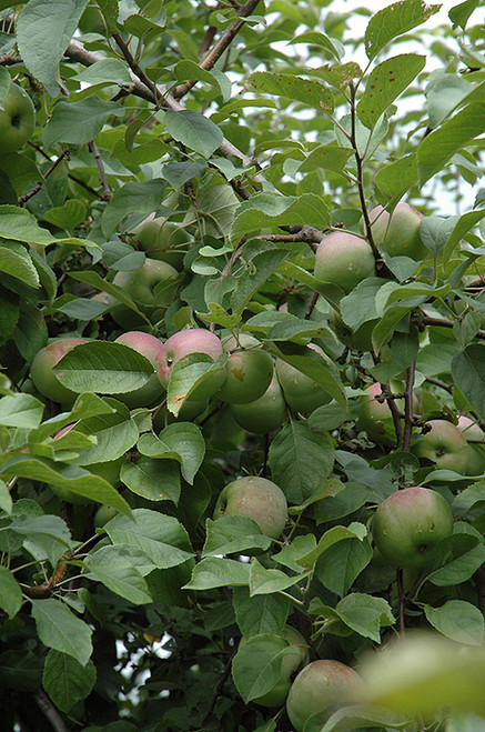 Liberty Apple (Malus 'Liberty' 0300.8SD) #10 SEMIDWF