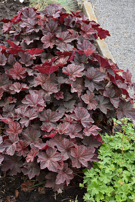 Palace Purple Coral Bells (Heuchera micrantha 'Palace Purple' 4802.1) #1 