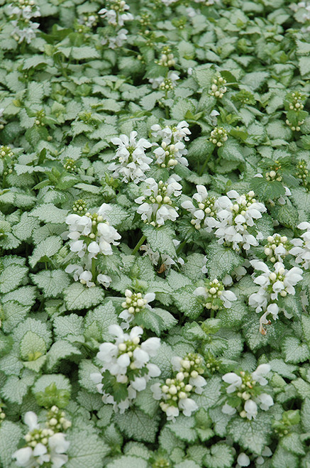 White Nancy Spotted Dead Nettle (Lamium maculatum 'White Nancy' 5044.1) #1 