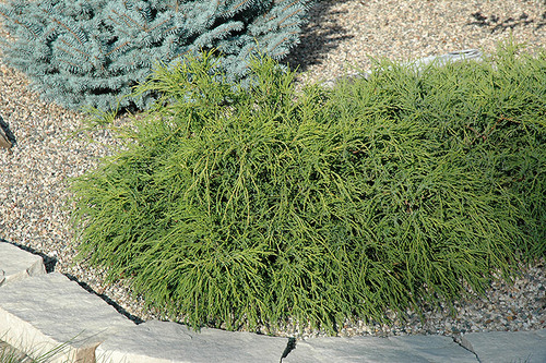 Mops Falsecypress (Chamaecyparis pisifera 'Mops' 2061.315) #3 15-18"