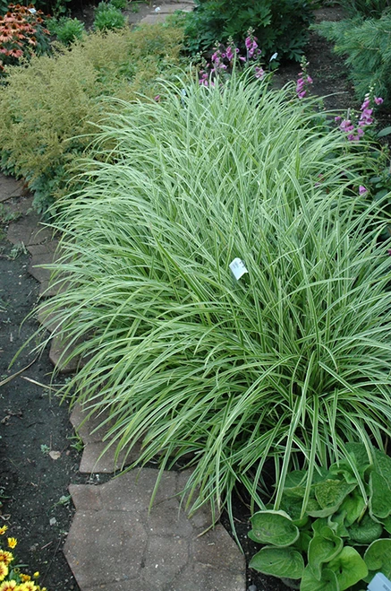 Ice Dance Sedge (Carex morrowii 'Ice Dance' 4141.1) #1 