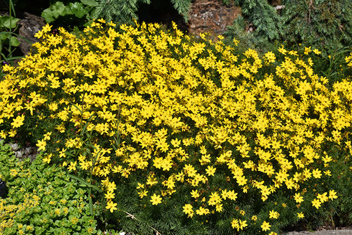 Zagreb Tickseed (Coreopsis verticillata 'Zagreb' 4276.1) #1 