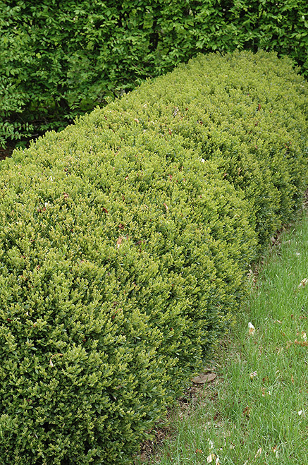 Green Gem Boxwood (Buxus 'Green Gem' 2094.312) #3 12-15"