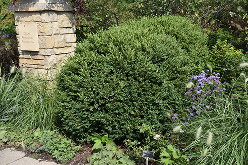 Green Gem Boxwood (Buxus 'Green Gem' 2094.312) #3 12-15"