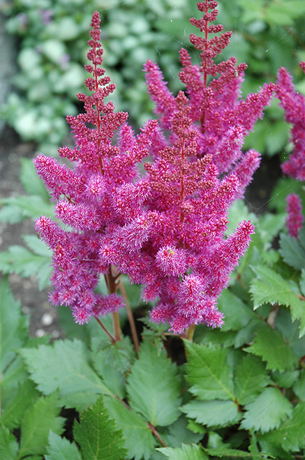 Visions Astilbe (Astilbe chinensis 'Visions' 4081.1) #1 