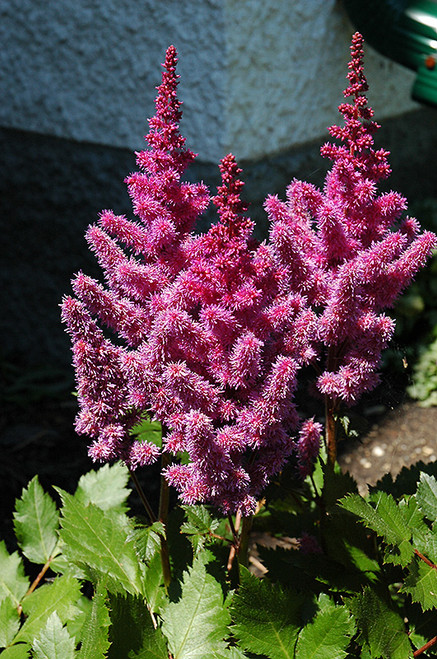 Visions Astilbe (Astilbe chinensis 'Visions' 4081.1) #1 