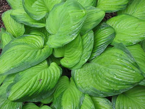 Guacamole Hosta (Hosta 'Guacamole' 4836.1) #1 