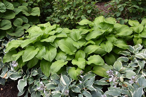 Guacamole Hosta (Hosta 'Guacamole' 4836.1) #1 