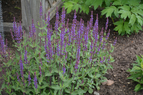 Caradonna Sage (Salvia x sylvestris 'Caradonna' 5856.1) #1 