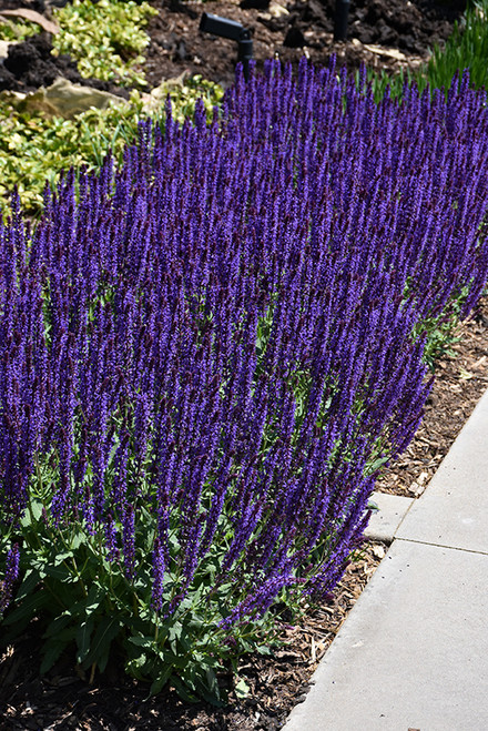 Caradonna Sage (Salvia nemorosa 'Caradonna' 5856.1) #1 