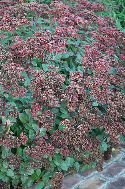 Matrona Stonecrop (Sedum 'Matrona' 5602.1) #1 