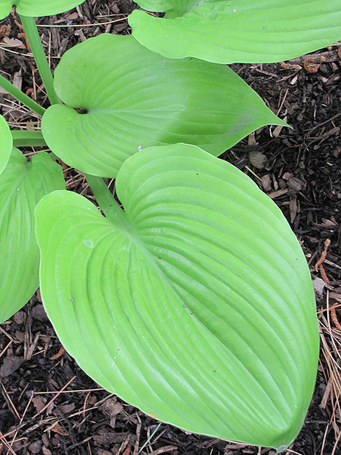 Sum and Substance Hosta (Hosta 'Sum and Substance' 4931.1) #1 