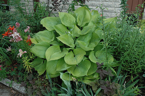 Sum and Substance Hosta (Hosta 'Sum and Substance' 4931.1) #1 