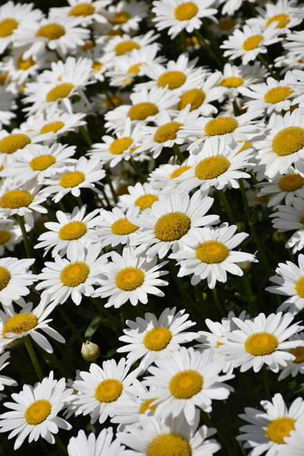Becky Shasta Daisy (Leucanthemum x superbum 'Becky' 4188.1) #1 