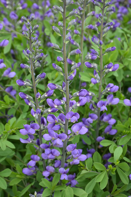 Blue Wild Indigo (Baptisia australis 4123.1) #1 