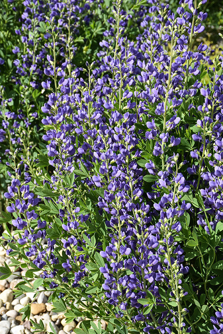 Blue Wild Indigo (Baptisia australis 4123.1) #1 