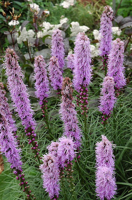 Kobold Blazing Star (Liatris spicata 'Kobold' 5051.1) #1 