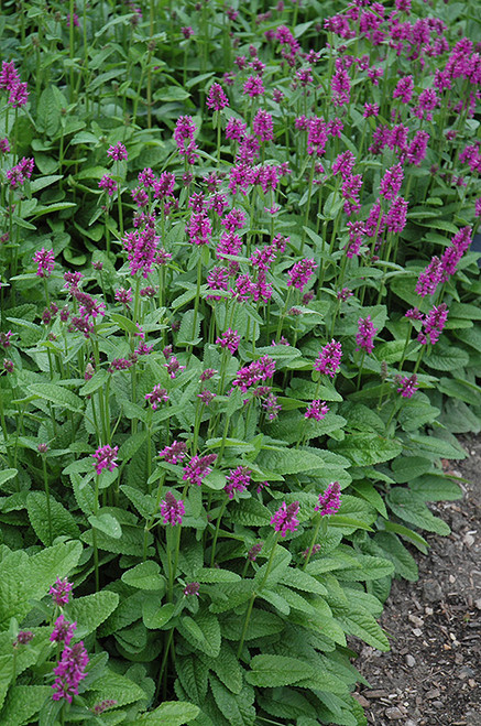 Hummelo Betony (Stachys monieri 'Hummelo' 5674.1) #1 