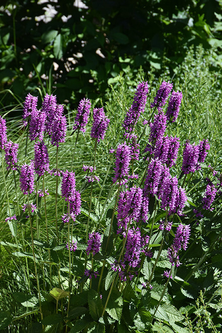 Hummelo Betony (Stachys monieri 'Hummelo' 5674.1) #1 
