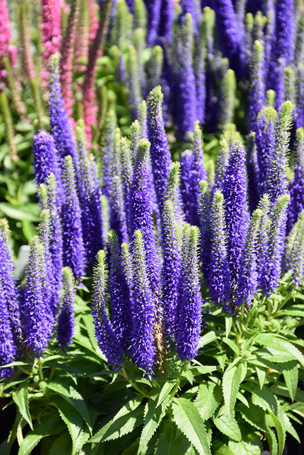 Royal Candles Speedwell (Veronica spicata 'Royal Candles' 5552.1) #1 